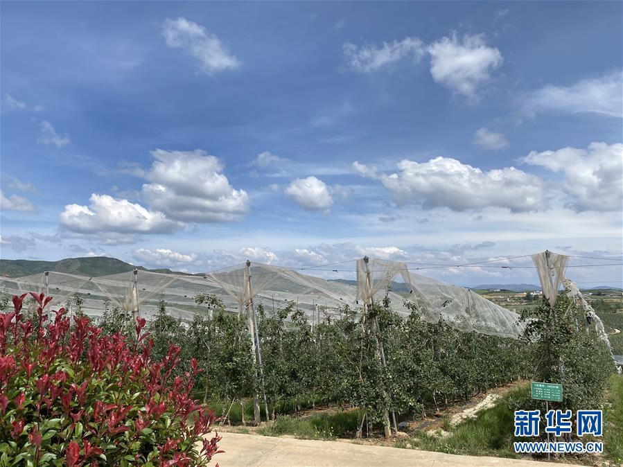 （決戰(zhàn)決勝脫貧攻堅(jiān)·圖文互動(dòng)）（3）高原紅了，日子好了——貴州海拔最高縣發(fā)展蘋果產(chǎn)業(yè)見聞