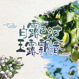 白露已過，玉露飄香